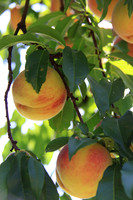 Peaches in Tree