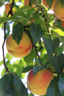 Peaches in Tree