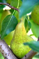 Pears