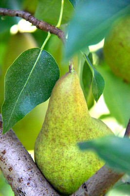Pears