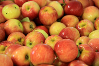 Apples in a Bin
