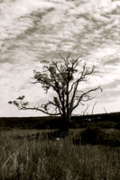 Landscapes