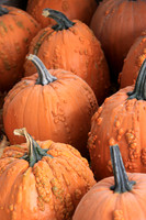 Lumpy Nub Pumpkins