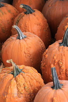 Lumpy Nub Pumpkins