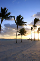 Bahamas Beach Palm Trees