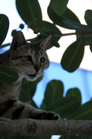 Cross Eyed Meow Cat