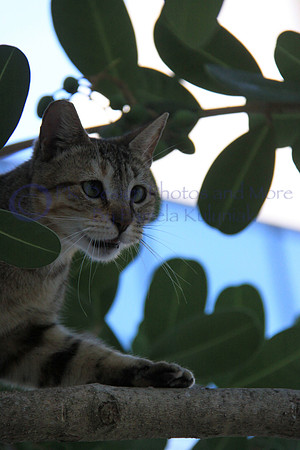 Cross Eyed Meow Cat