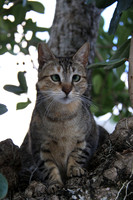 Cat in Tree