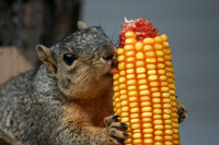 Hungry Squirrel Eating Corn