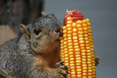 Hungry Squirrel Eating Corn