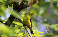Yellow Finch