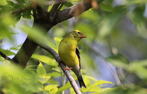 Yellow Finch