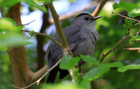 Gray Catbird