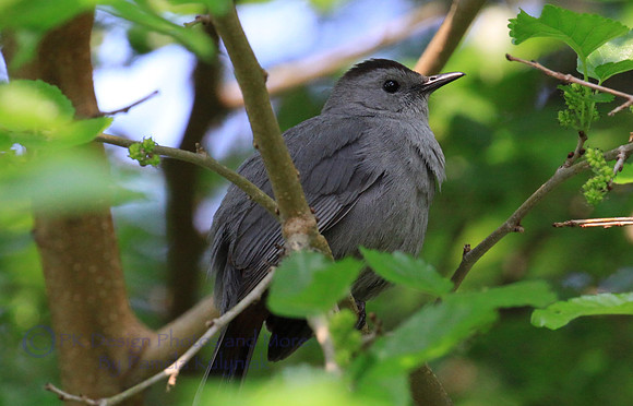 Gray Catbird