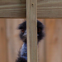 Camera Shy Emu
