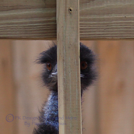 Camera Shy Emu