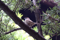 Eurasian Tree Sparrow
