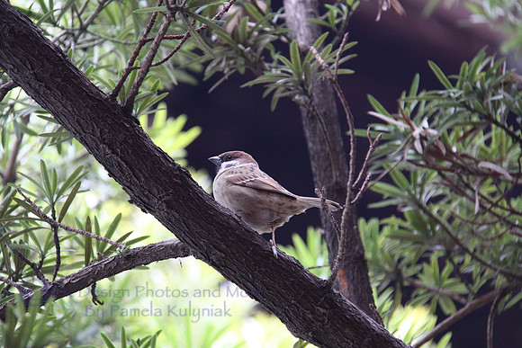 Eurasian Tree Sparrow
