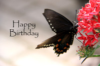 #7 Happy Birthday