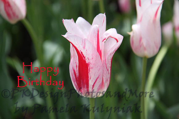 #3 Happy Birthday