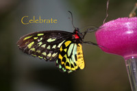 Celebrate