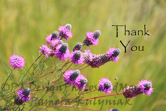 #33 Thank You