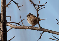 Sparrow on a Branch