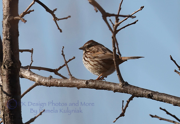 Sparrow on a Branch