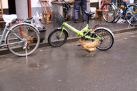 Chicken Bike