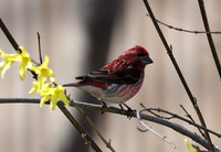 Purple Finch