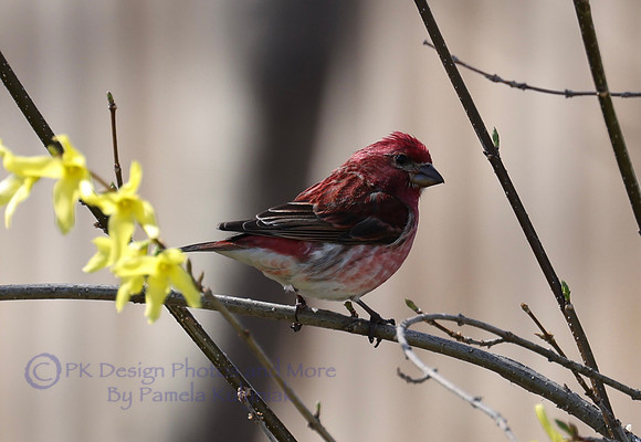 Purple Finch