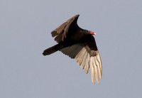 Turkey Vulture in Flight.