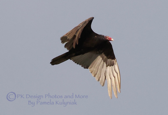 Turkey Vulture in Flight.
