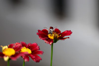 Leafcutter Bee