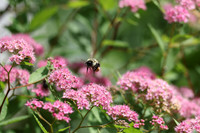 Eastern Bumble Bee in Flight