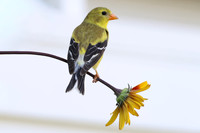 American Goldfinch on a flower.
