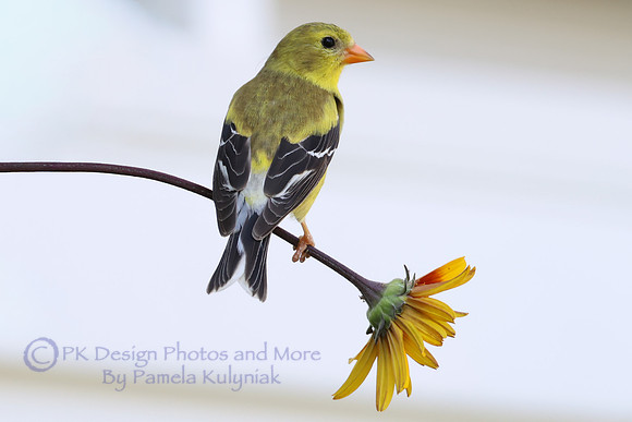 American Goldfinch on a flower.