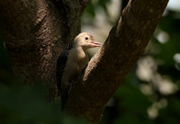 Red-Bellied Woodpecker