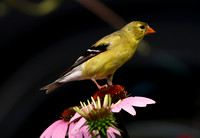 American Goldfinch on Coneflower
