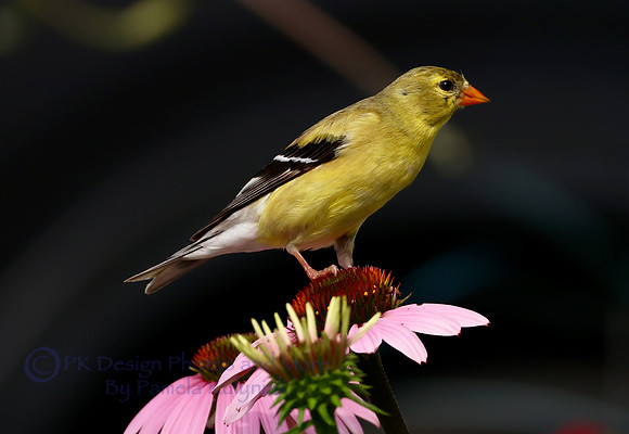 American Goldfinch on Coneflower