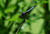 Blue Dasher