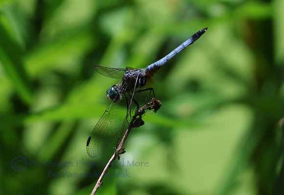 Blue Dasher