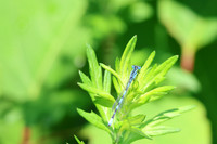 Big Bluet Damselfly