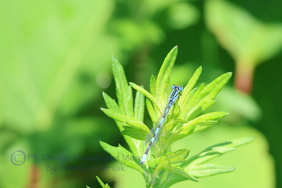 Big Bluet Damselfly