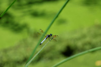 Blue Dasher