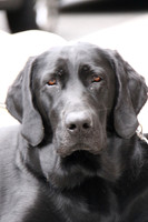 black lab