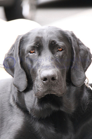 black lab