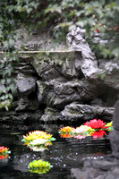 Lotus Flowers in Pond, China