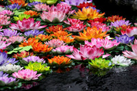 Lotus Flowers in Pond, China