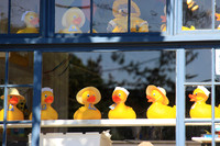 Rubber Duckies
